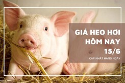 Giá heo hơi hôm nay 15/6: Giảm nhẹ ở một số địa phương trong tuần qua, dao động 68.000 - 75.000 đồng/kg