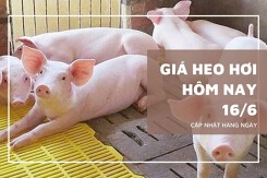 Giá heo hơi hôm nay 16/6: Đồng loạt đi ngang trên cả ba miền