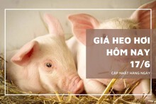 Giá heo hơi hôm nay 17/6: Giảm nhẹ tại miền Nam, miền Bắc tiếp tục đứng giá