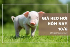 Giá heo hơi hôm nay 18/6: Tiếp đà giảm tại miền Nam, giá cao nhất 73.000 đồng/kg