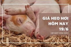 Giá heo hơi hôm nay 19/6: Ổn định trên cả nước, giá cao nhất đạt 73.000 đồng/kg