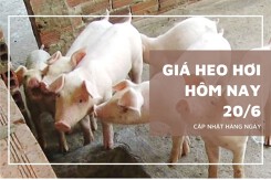 Giá heo hơi hôm nay 20/6: Giảm nhẹ 1.000 đồng/kg tại miền Nam và miền Trung - Tây Nguyên