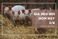 Giá heo hơi hôm nay 2/6: Cả nước đứng giá, riêng Nam Định và Thanh Hóa nhích nhẹ 1.000 đồng/kg