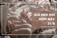 Giá heo hơi hôm nay 21/6: Lặng sóng trên cả nước, ổn định trong khoảng 68.000 - 73.000 đồng/kg