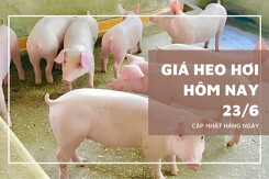 Giá heo hơi hôm nay 23/6: Tiếp tục đứng giá trên cả nước