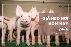 Giá heo hơi hôm nay 24/6: Miền Nam và miền Trung giảm nhẹ, miền Bắc đi ngang