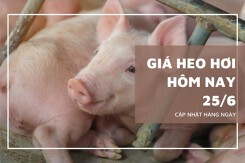 Giá heo hơi hôm nay 25/6: Lặng sóng trên cả nước