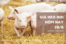 Giá heo hơi hôm nay 26/6: Giảm 1.000 đồng/kg ở khu vực miền Nam, đi ngang tại miền Bắc