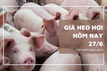 Giá heo hơi hôm nay 27/6: Tạm chững lại trên cả ba miền