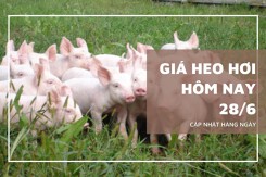 Giá heo hơi hôm nay 28/6: Giảm nhẹ 1.000 đồng/kg tại miền Nam