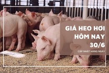 Giá heo hơi hôm nay 30/6: Giảm nhẹ 1.000 đồng/kg tại miền Nam và Trung - Tây Nguyên