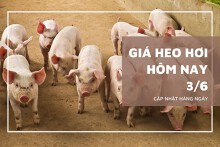 Giá heo hơi hôm nay 3/6: Miền Bắc và Trung tăng nhẹ, miền Nam quay đầu giảm