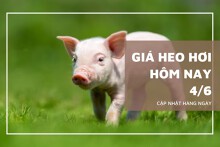 Giá heo hơi hôm nay 4/6: Miền Bắc tăng trở lại mốc 70.000 đồng/kg, miền Trung - Nam đi ngang