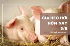 Giá heo hơi hôm nay 5/6: Cả nước đi ngang, miền Nam tiếp tục giữ mức cao nhất