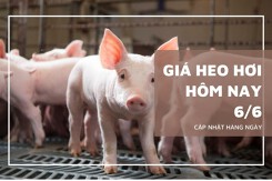 Giá heo hơi hôm nay 6/6: Tiếp tục đi ngang, Long An giữ vững mức cao nhất 75.000 đồng/kg