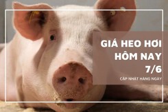 Giá heo hơi hôm nay 7/6: Tiếp tục ổn định, Tây Ninh giữ đỉnh 75.000 đồng/kg