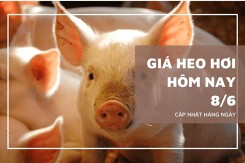 Giá heo hơi hôm nay 8/6: Biến động trái chiều giữa các miền trong tuần qua, dao động 68.000 - 75.000 đồng/kg