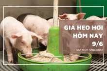 Giá heo hơi hôm nay 9/6: Giảm nhẹ tại nhiều địa phương, Tây Ninh mất mốc 75.000 đồng/kg