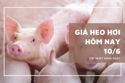 Giá heo hơi hôm nay 10/6: Đi ngang trên cả nước, miền Nam vẫn duy trì ở mức cao