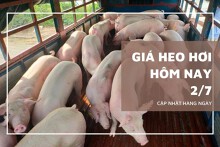 Giá heo hơi hôm nay 2/7: Giảm 1.000 đồng/kg ở nhiều địa phương trên cả nước
