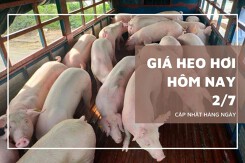 Giá heo hơi hôm nay 2/7: Giảm 1.000 đồng/kg ở nhiều địa phương trên cả nước