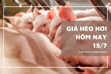 Giá heo hơi hôm nay 15/7: Giảm nhẹ tại Miền Bắc và miền Trung, đi ngang tại miền Nam