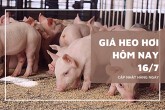 Giá heo hơi hôm nay 16/7: Đồng loạt giảm tại Miền Bắc và miền Trung - Tây Nguyên