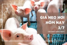 Giá heo hơi hôm nay 3/7: Giảm nhẹ 1.000 đồng/kg tại miền Trung - Tây Nguyên và miền Nam