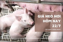 Giá heo hơi hôm nay 22/7: Tiếp tục đà giảm tại cả ba miền, có nơi mất tới 2.000 đồng/kg