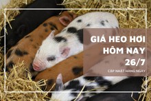 Giá heo hơi hôm nay 26/7: Tiếp đà giảm trên cả nước