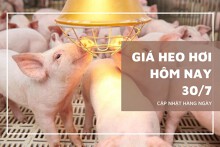 Giá heo hơi hôm nay 30/7: Quay đầu tăng tại miền Bắc và miền Trung – Tây Nguyên, giảm nhẹ tại miền Nam