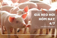 Giá heo hơi hôm nay 4/7: Tiếp tục giảm tại miền Trung - Tây Nguyên và miền Nam