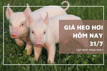 Giá heo hơi hôm nay 31/7: Tăng đến 2.000 đồng/kg tại miền Bắc, miền Nam đi ngang