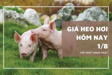 Giá heo hơi hôm nay 1/8: Tăng nhẹ tại ba miền, miền Bắc tăng đến 2.000 đồng/kg