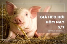 Giá heo hơi hôm nay 5/7: Tạm chững lại trên cả trước