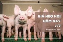 Giá heo hơi hôm nay 7/7: An Giang giảm 1.000 đồng/kg, các địa phương khác đi ngang