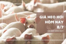 Giá heo hơi hôm nay 8/7: Giảm nhẹ 1.000 đồng/kg tại miền Nam