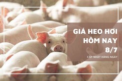Giá heo hơi hôm nay 8/7: Giảm nhẹ 1.000 đồng/kg tại miền Nam