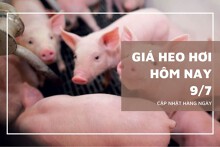Giá heo hơi hôm nay 9/7: Đồng loạt giảm trên cả nước, miền Nam mất tới 2.000 đồng/kg