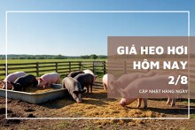 Giá heo hơi hôm nay 2/8: Tiếp tục tăng tại miền Bắc, quay đầu giảm tại miền Trung
