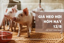 Giá heo hơi hôm nay 12/8: Giảm nhẹ tại miền Bắc, đi ngang tại miền Trung và miền Nam