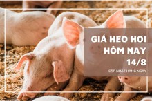 Giá heo hơi hôm nay 14/8: Giảm đồng loạt trên cả ba miền