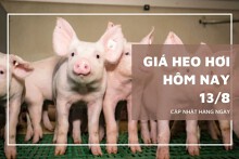Giá heo hơi hôm nay 13/8: Giảm tới 3.000 đồng/kg tại miền Trung - Tây Nguyên