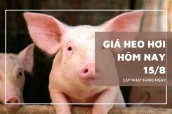 Giá heo hơi hôm nay 15/8: Tiếp tục giảm 1.000 đồng/kg ở nhiều địa phương trên cả nước