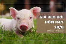 Giá heo hơi hôm nay 20/8: Tiếp tục giảm rải rác trên cả ba miền