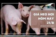 Giá heo hơi hôm nay 21/8: Tiếp đà trượt dài trên cả ba miền