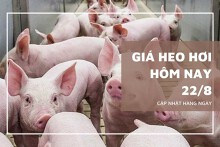 Giá heo hơi hôm nay 22/8: Tiếp đà giảm trên cả ba miền