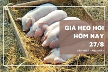Giá heo hơi hôm nay 27/8: Giảm mạnh trên diện rộng, nhiều nơi mất tới 2.000 đồng/kg