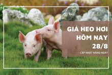 Giá heo hơi hôm nay 28/8 tại miền Bắc chững lại, miền Trung và miền Nam tiếp tục giảm