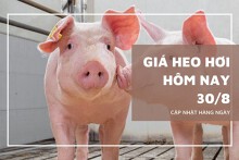 Giá heo hơi hôm nay 30/8: Đi ngang trên cả ba miền